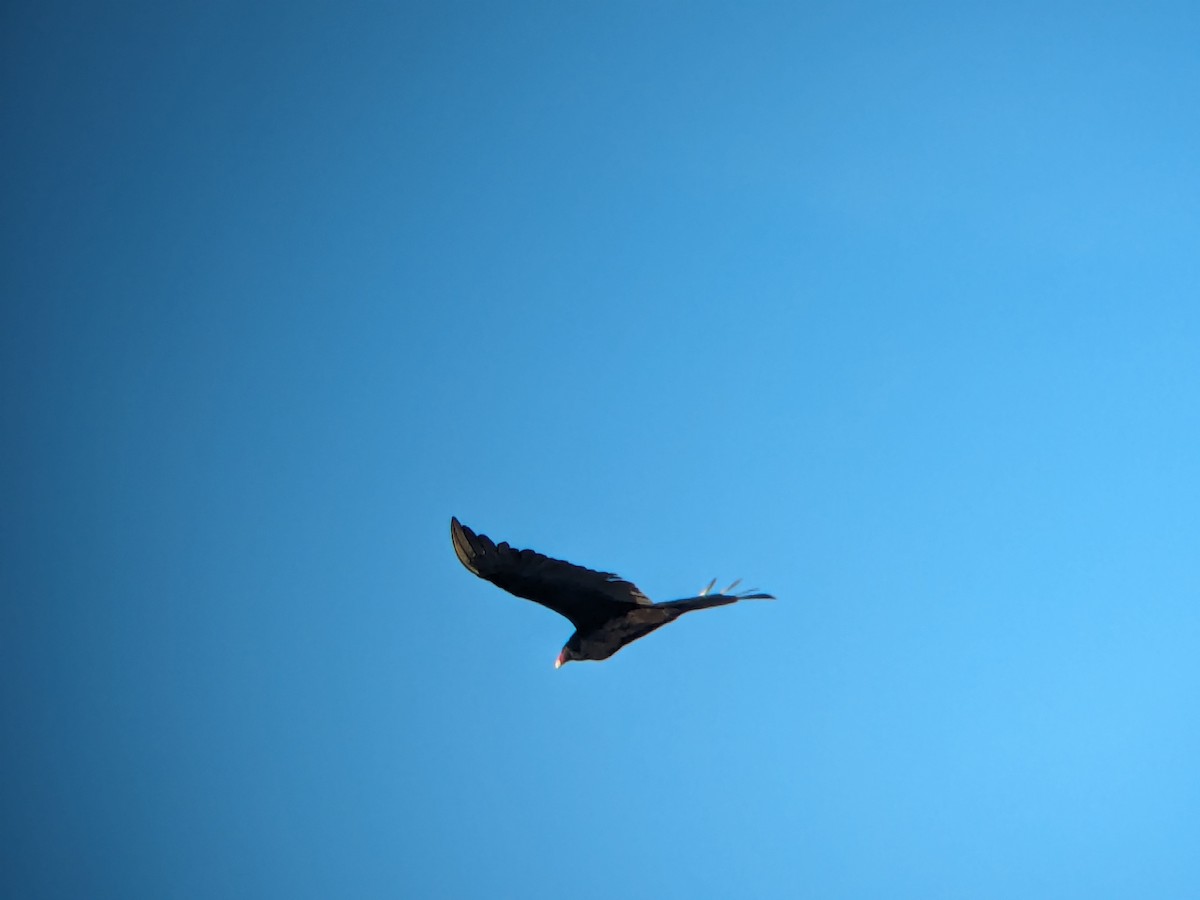 Turkey Vulture - Adrielle Parlee