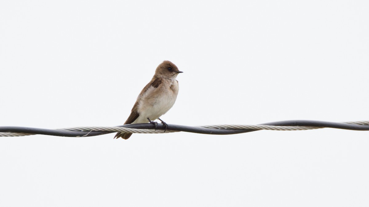 Northern Rough-winged Swallow - Brent Cox