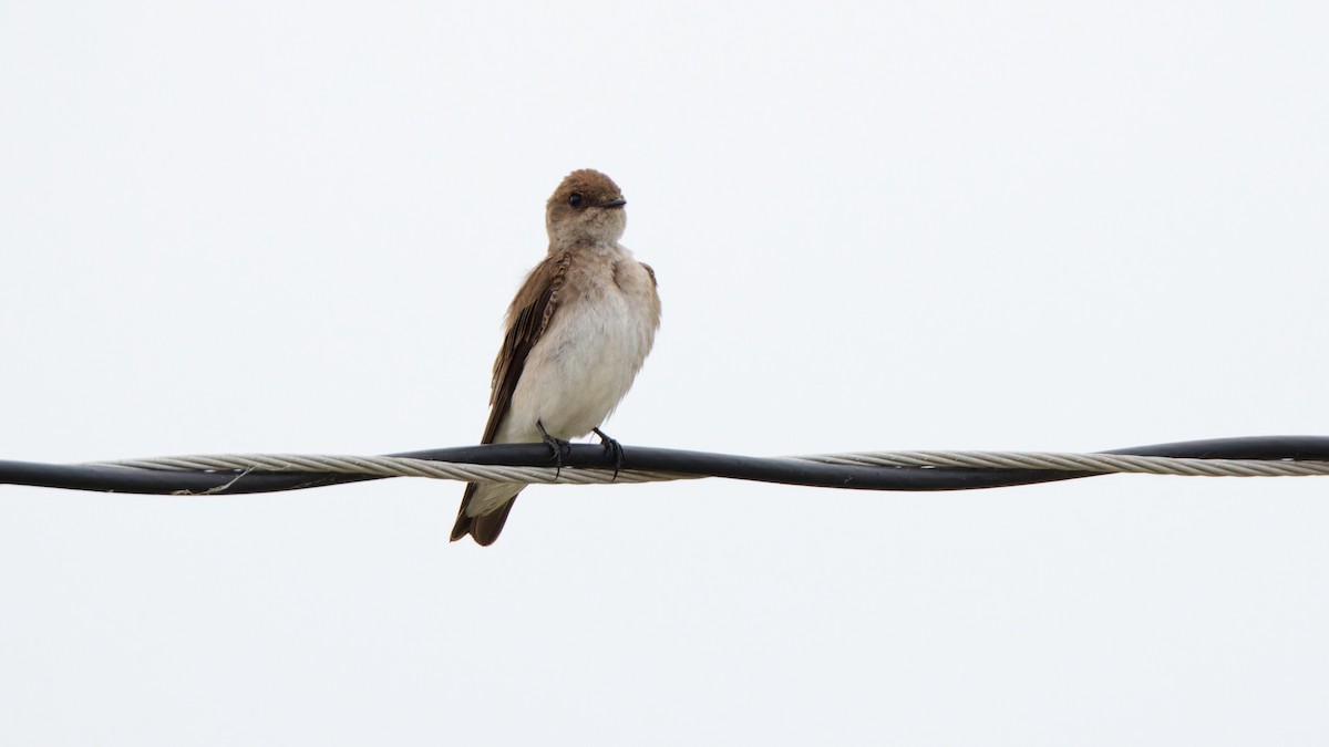 Northern Rough-winged Swallow - ML618086966