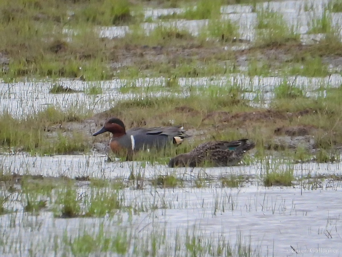 Blue-winged Teal - ML618086968