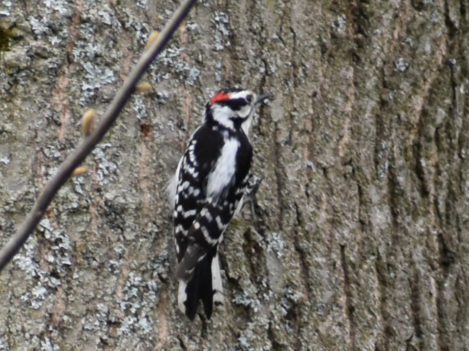 Downy Woodpecker - ML618086970