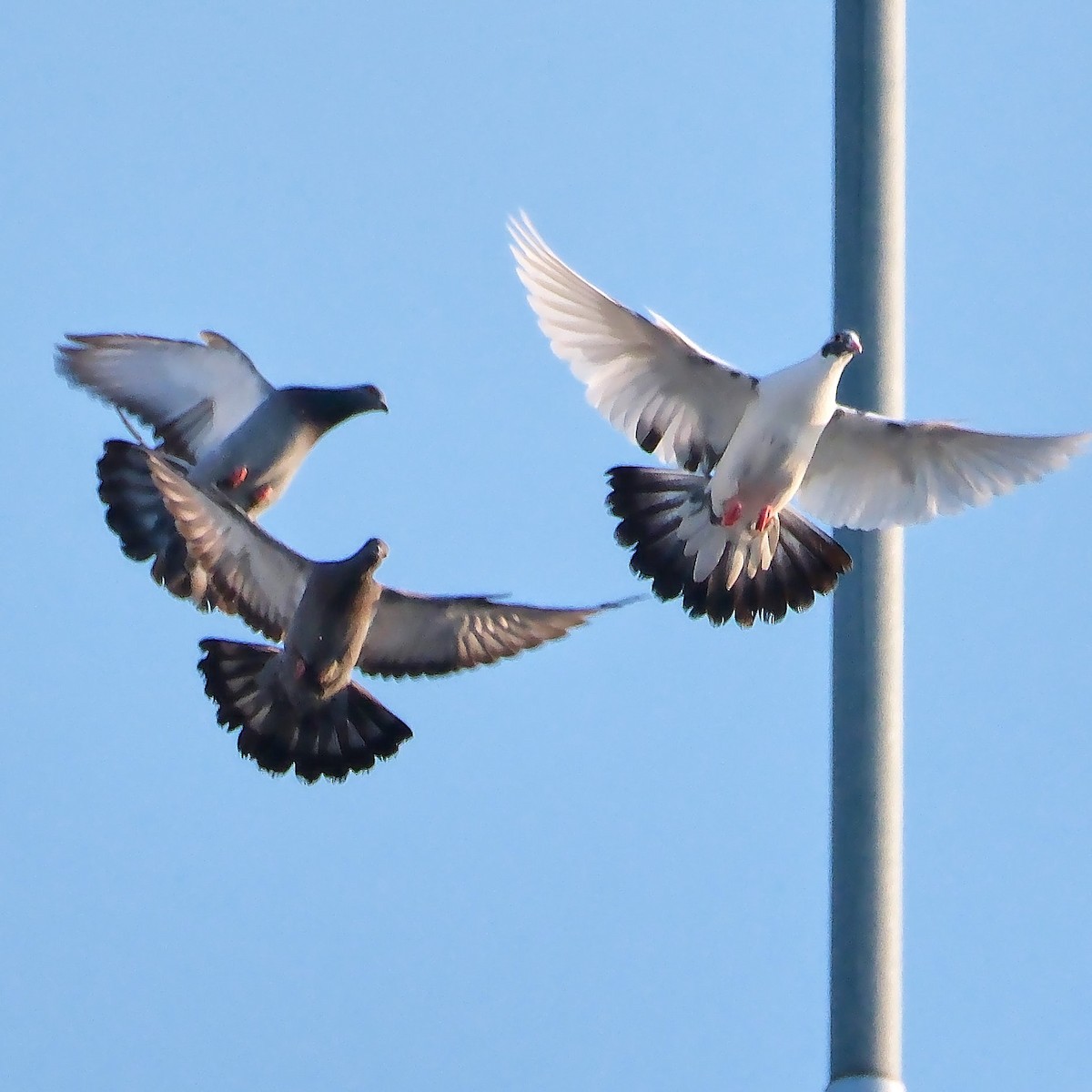 Rock Pigeon (Feral Pigeon) - David Cooper