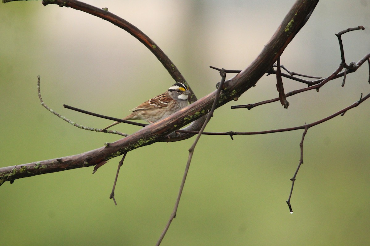 White-throated Sparrow - Corey Wagner