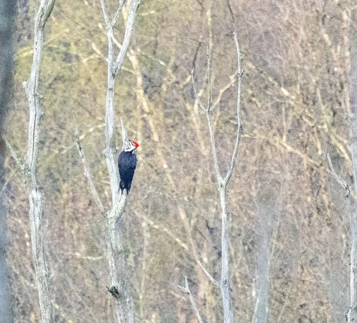 Pileated Woodpecker - Mark Strittmatter