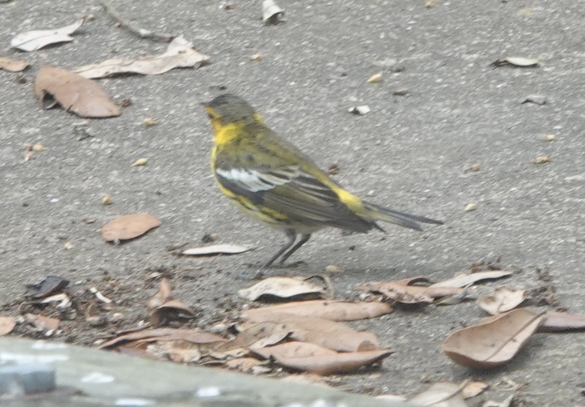Cape May Warbler - ML618086991