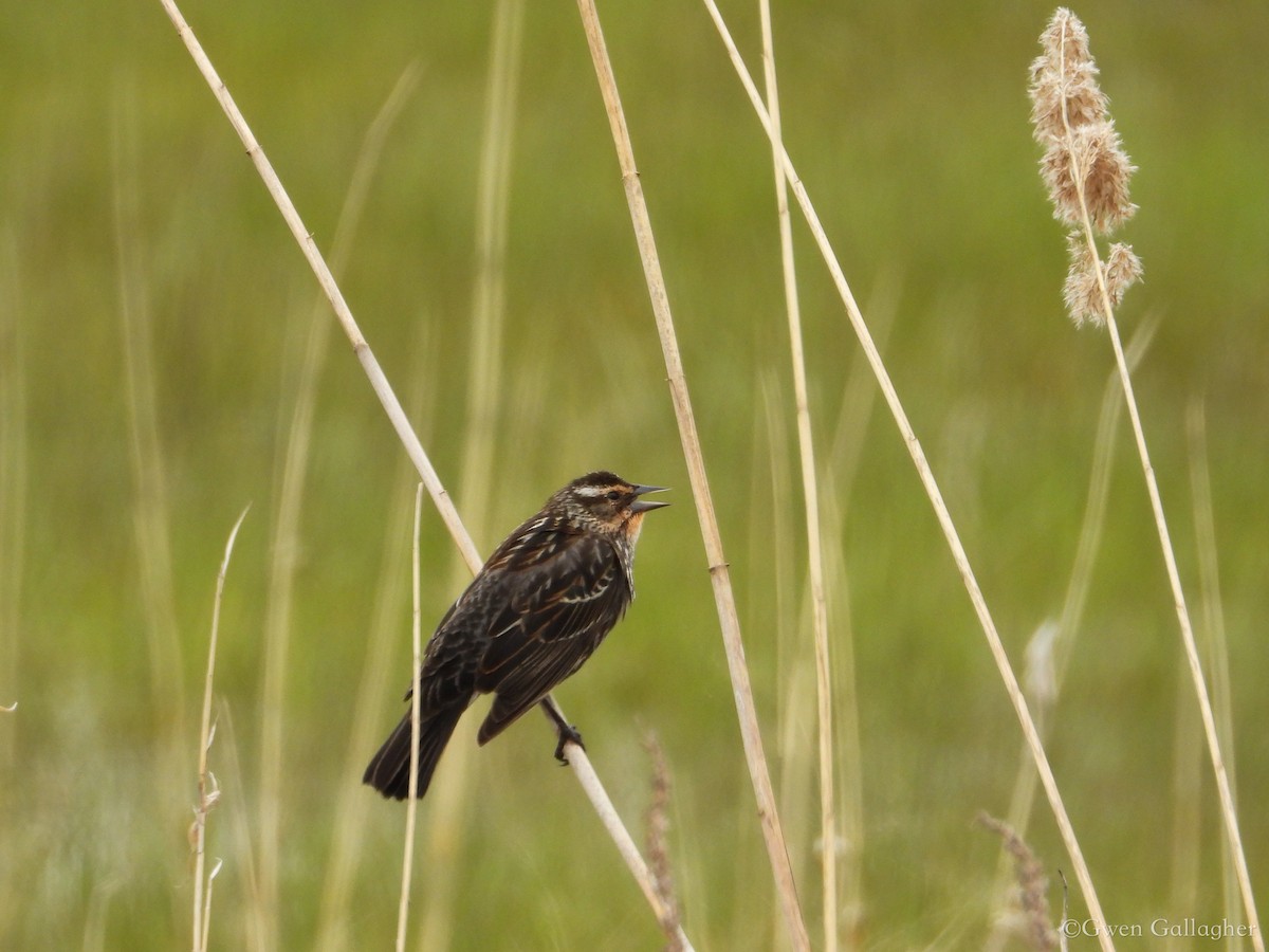Red-winged Blackbird (Red-winged) - Gwen Gallagher