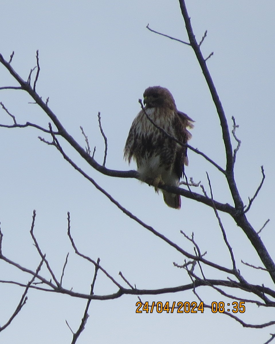 Red-tailed Hawk - Gary Bletsch