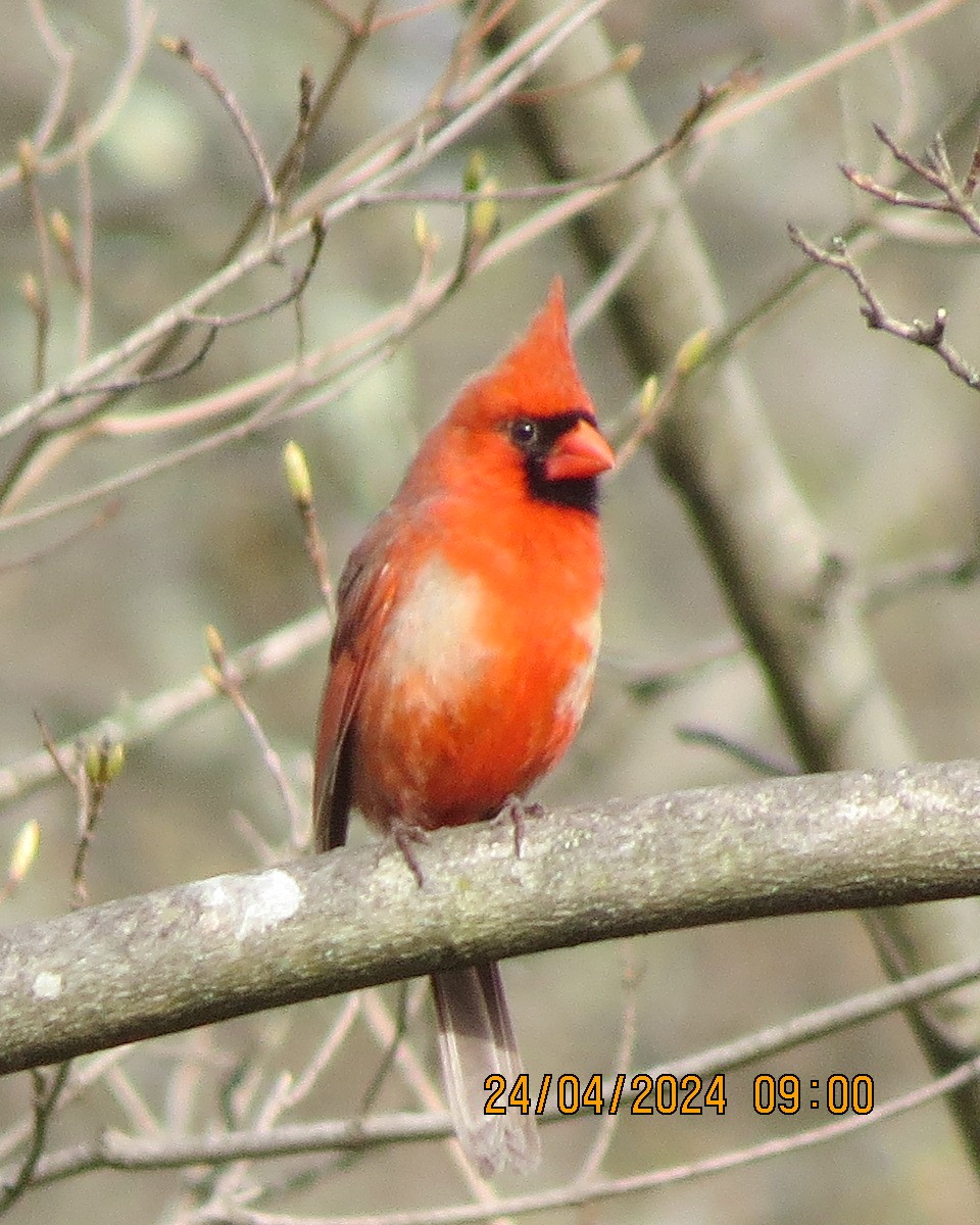 Northern Cardinal - Gary Bletsch