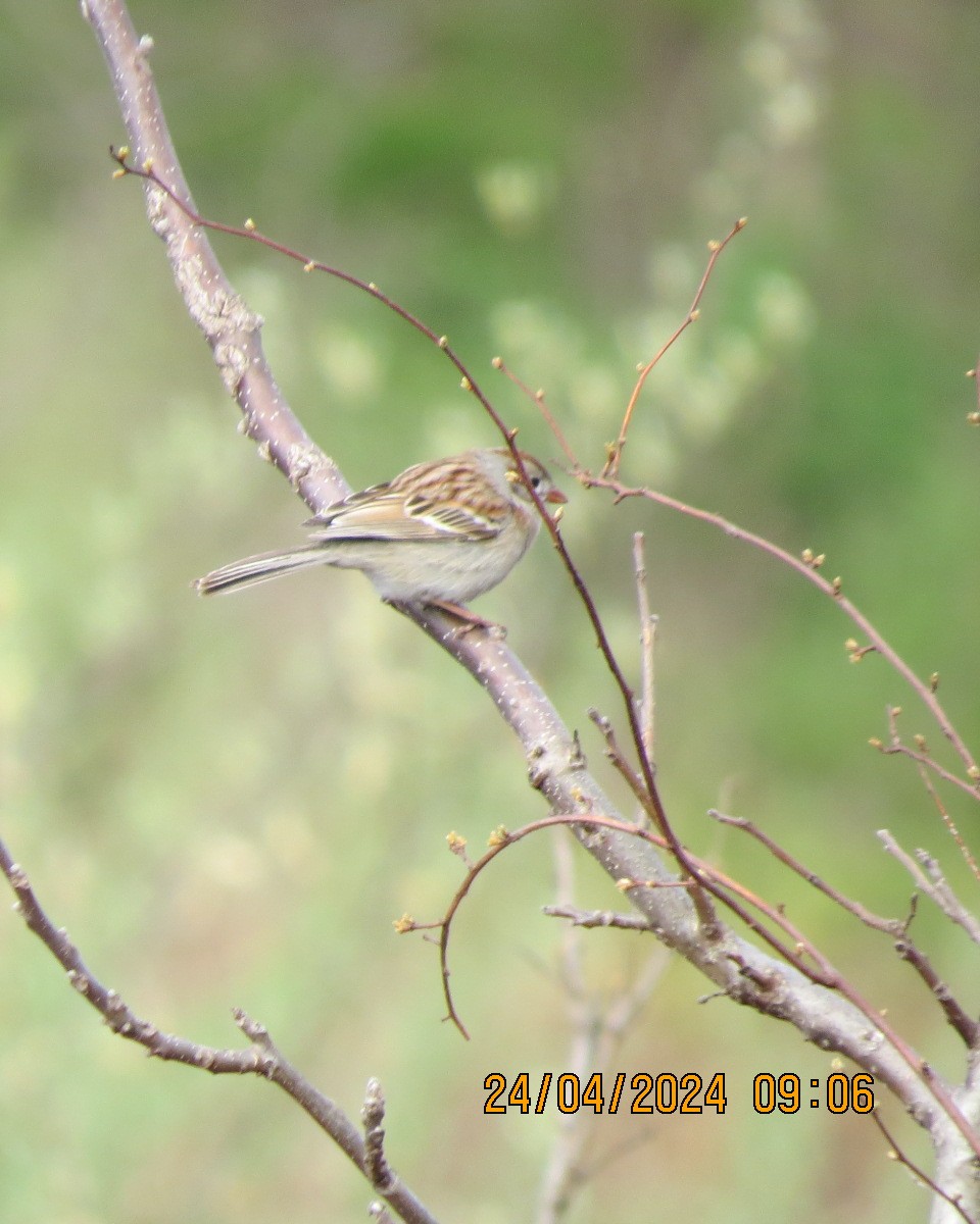 Field Sparrow - ML618087112