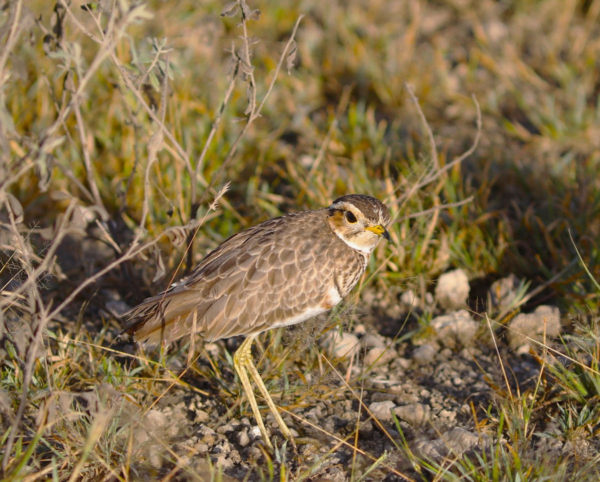 Three-banded Courser - ML618087114