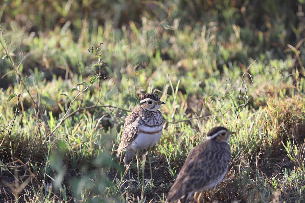 Three-banded Courser - ML618087116