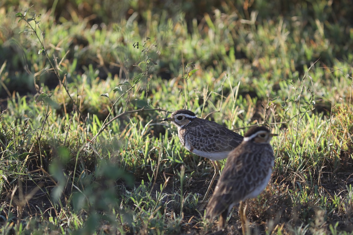 Three-banded Courser - ML618087117
