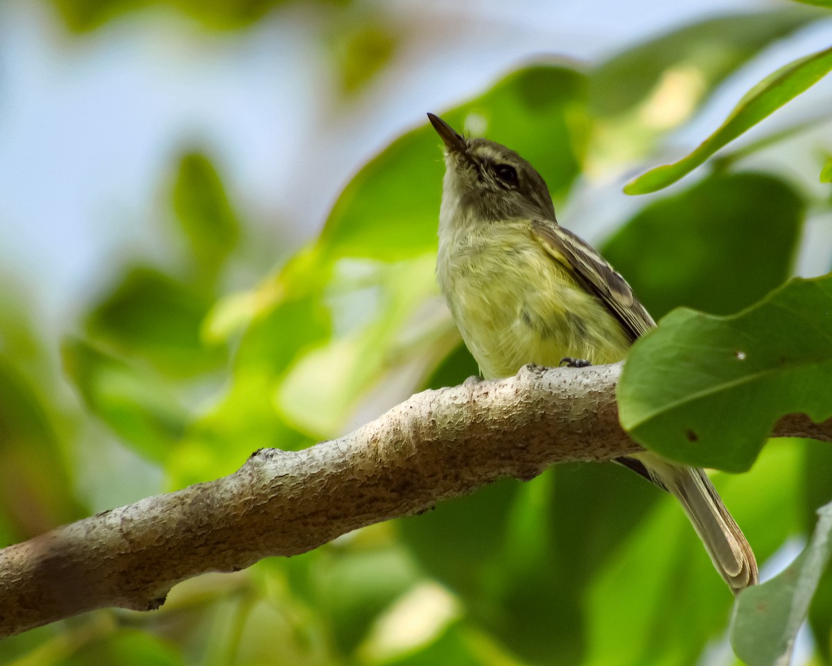 Pale-tipped Tyrannulet - ML618087136