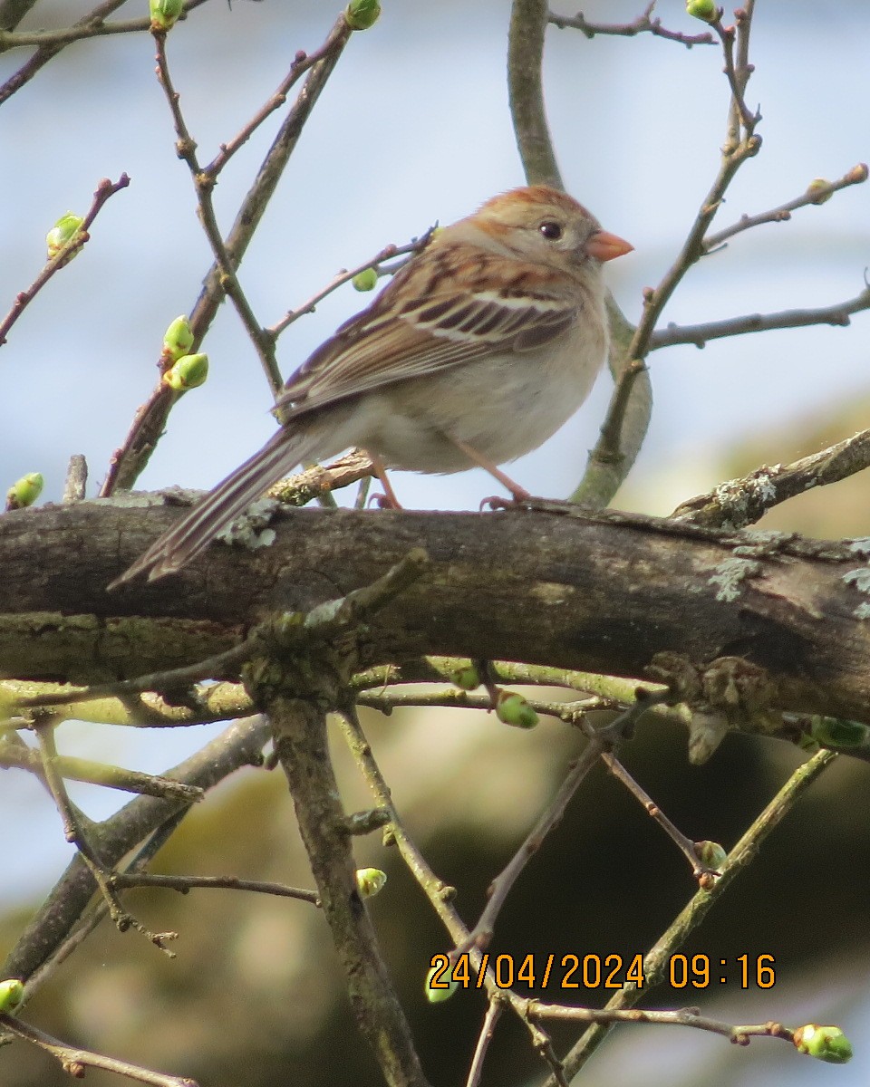 Field Sparrow - ML618087141