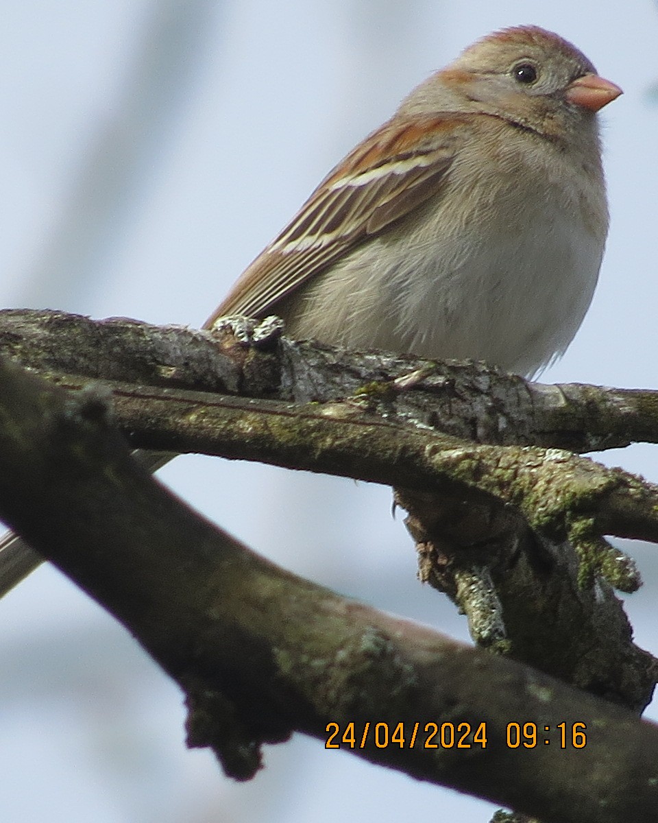 Field Sparrow - ML618087143