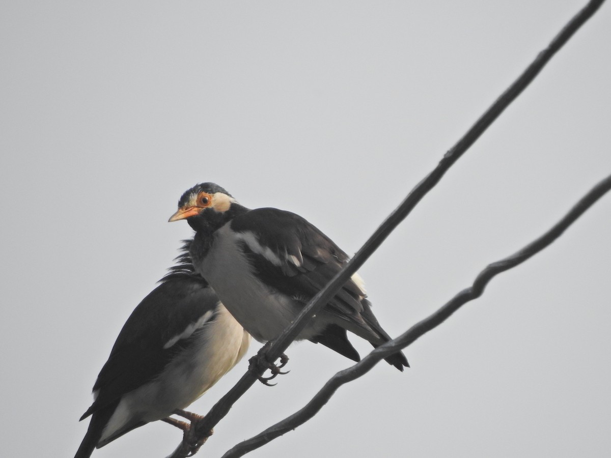 Indian Pied Starling - ML618087171