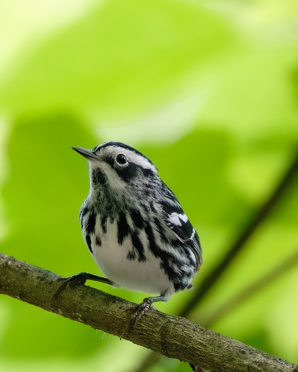 Black-and-white Warbler - ML618087206