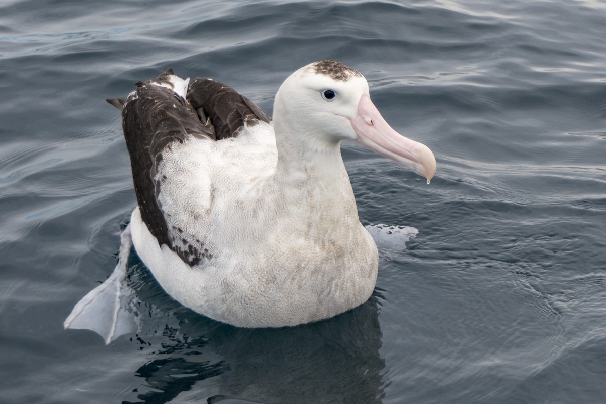 Albatros des Antipodes (gibsoni) - ML618087212