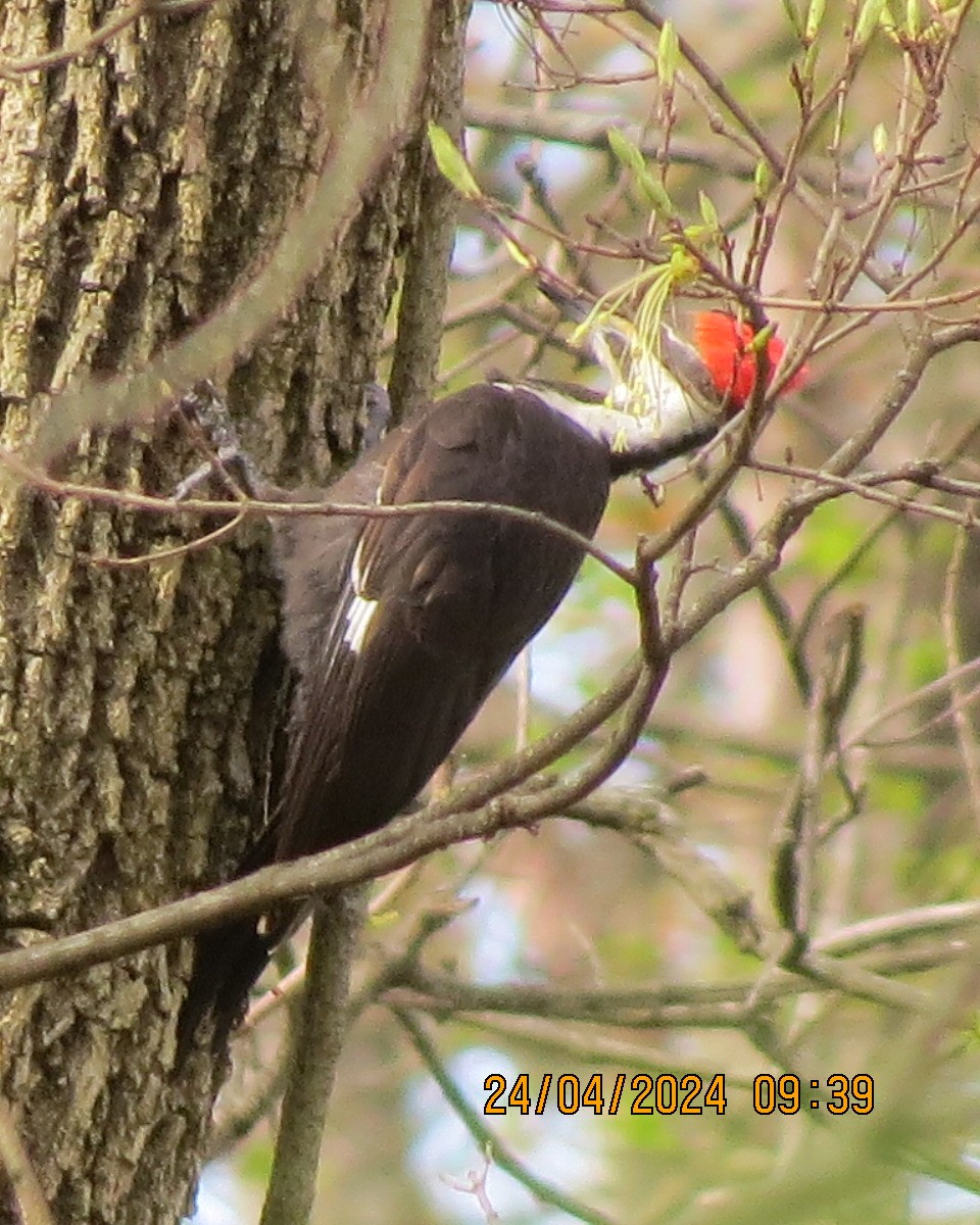 Pileated Woodpecker - ML618087216