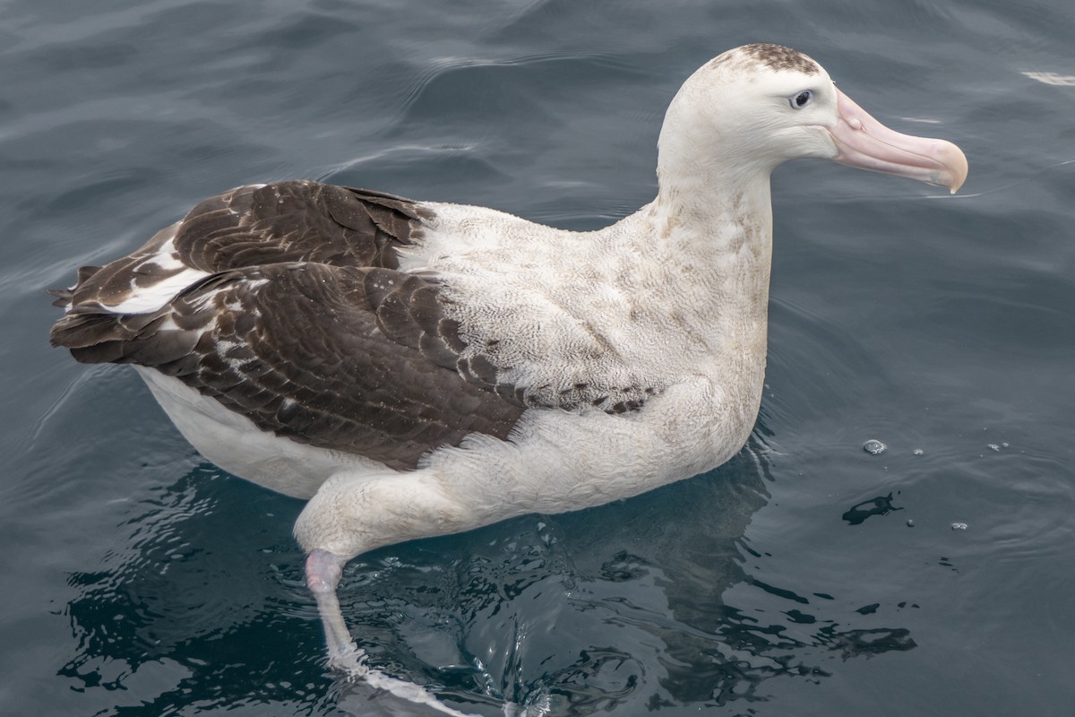 Albatros de las Antípodas (gibsoni) - ML618087226