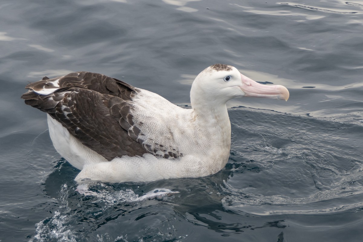 Antipodean Albatross (gibsoni) - ML618087249