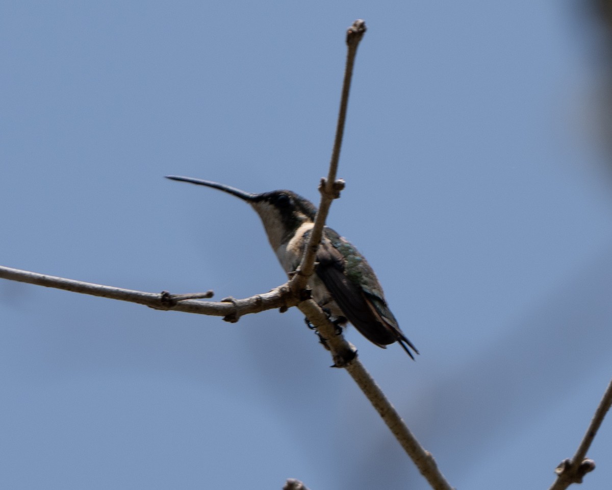 Colibri à queue singulière - ML618087267