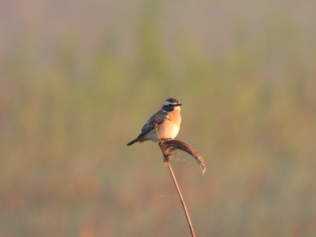 Whinchat - ML618087278