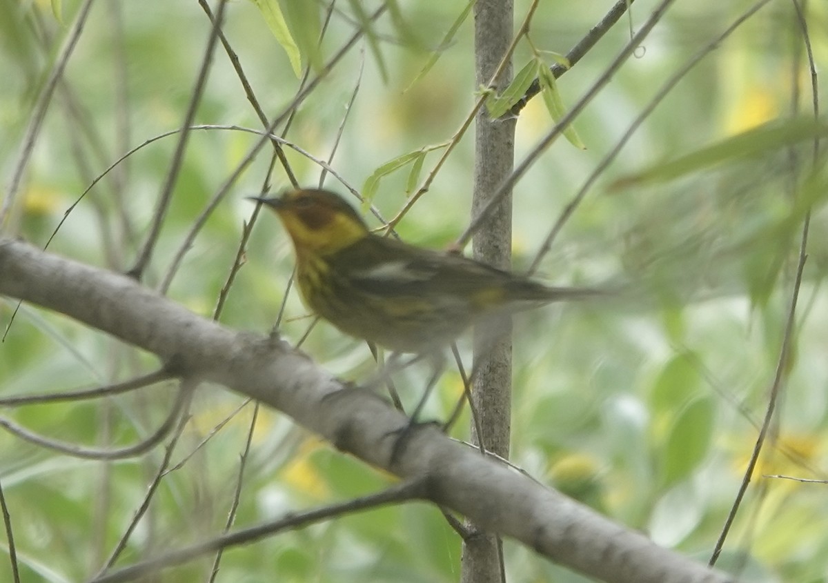 Cape May Warbler - Howard Laidlaw