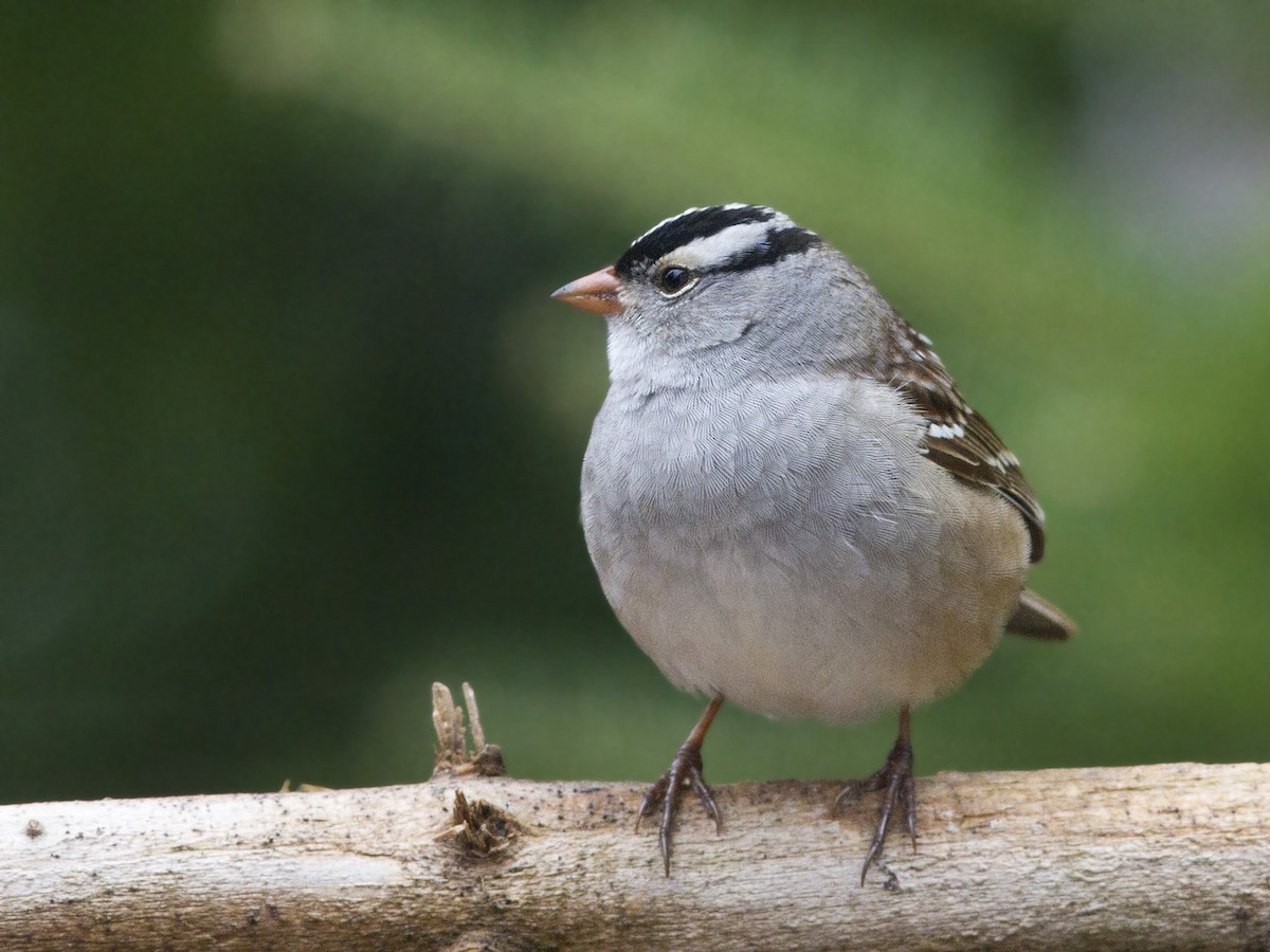 White-crowned Sparrow - ML618087289