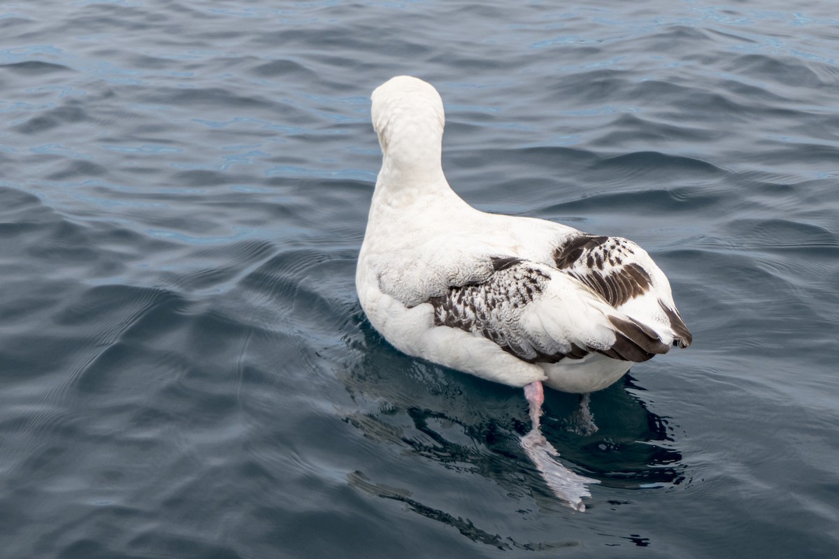 Albatros de las Antípodas (gibsoni) - ML618087301