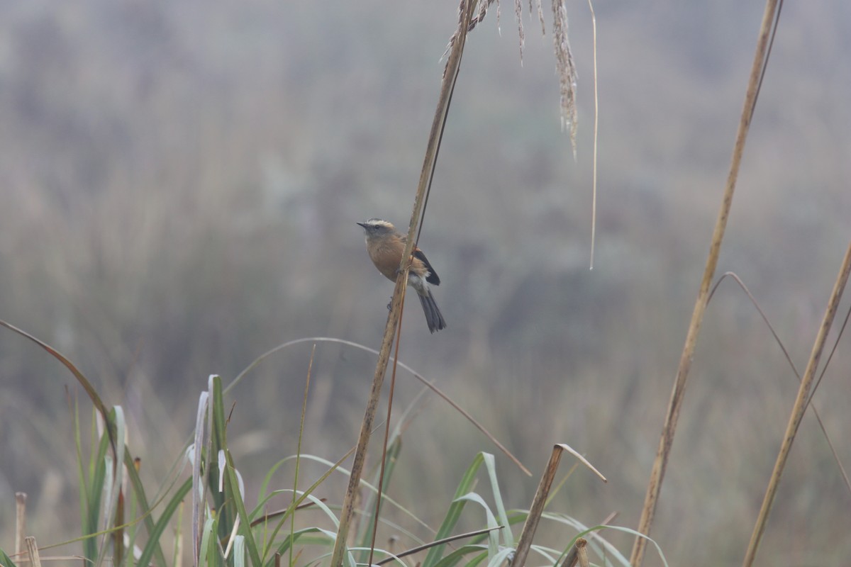 Brown-backed Chat-Tyrant - ML618087305