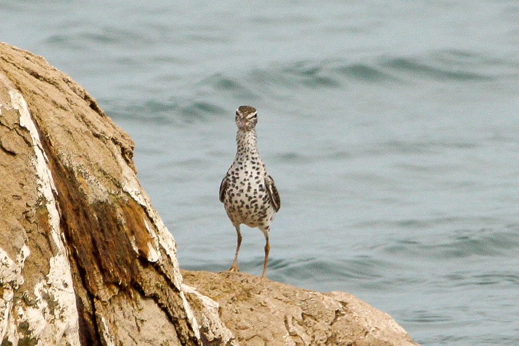 Spotted Sandpiper - Corey Wagner