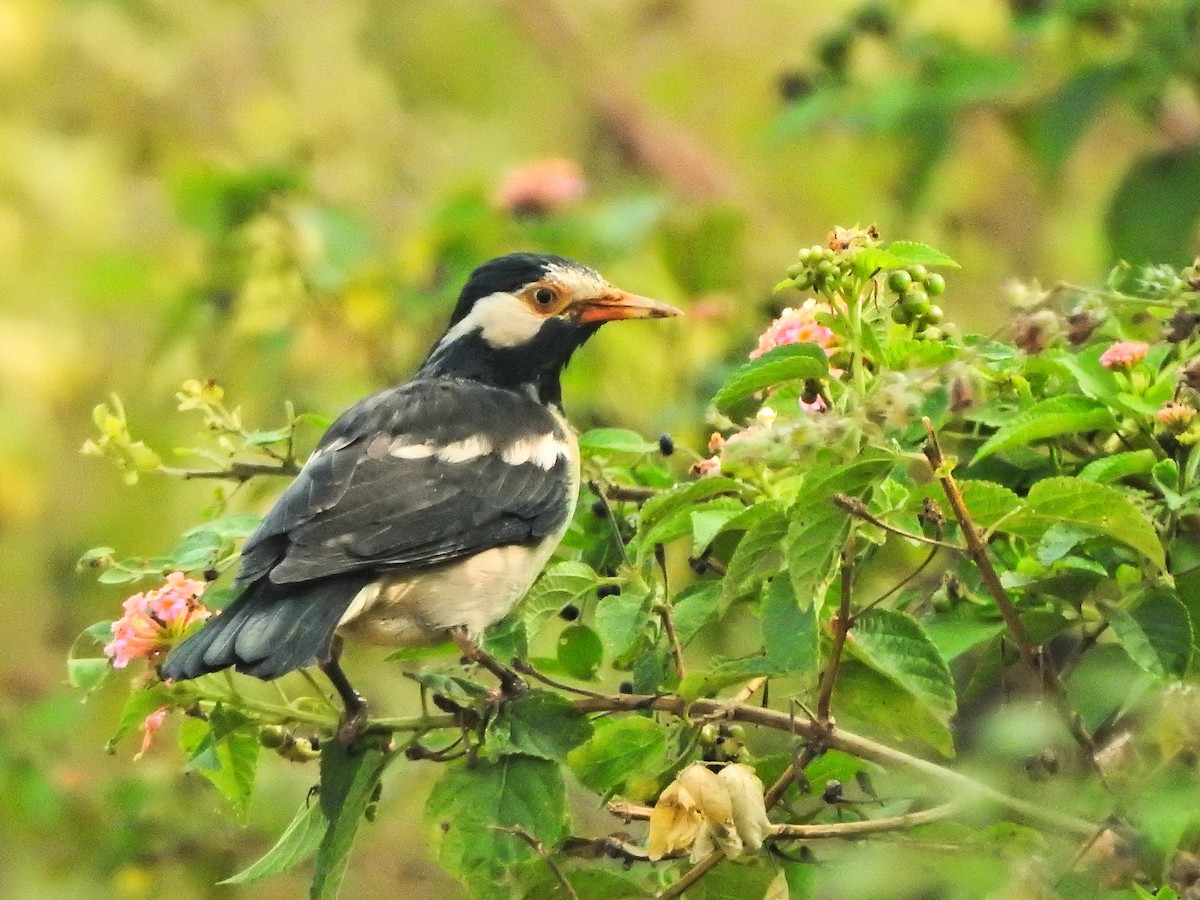 Indian Pied Starling - ML618087328
