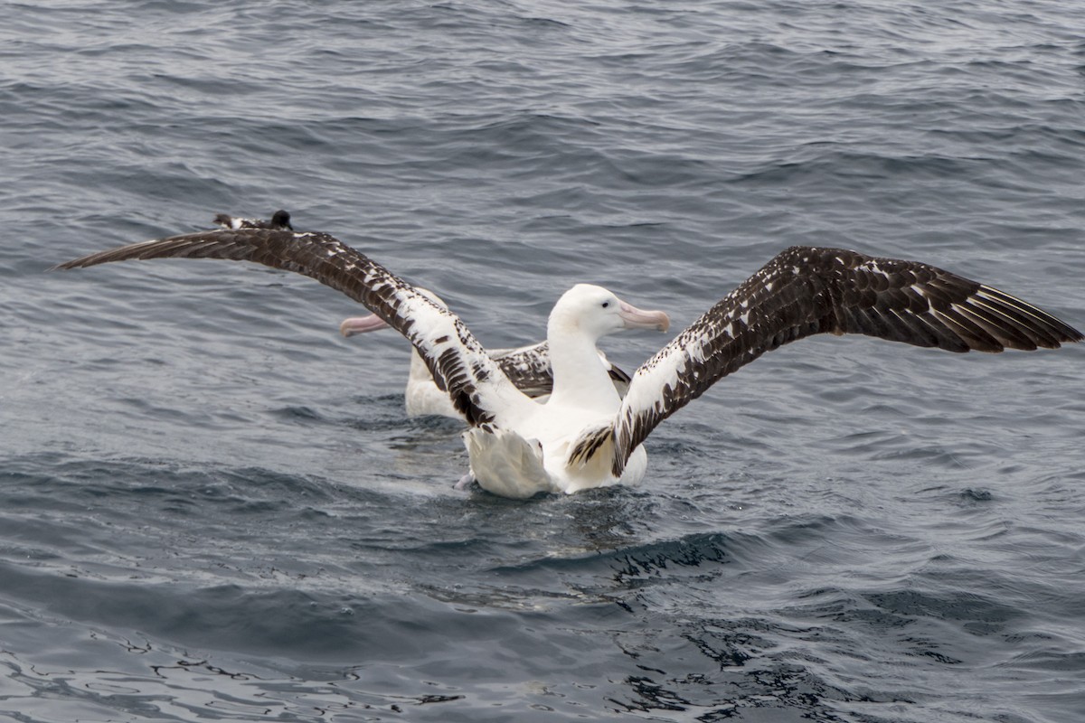 Antipodean Albatross (gibsoni) - ML618087331