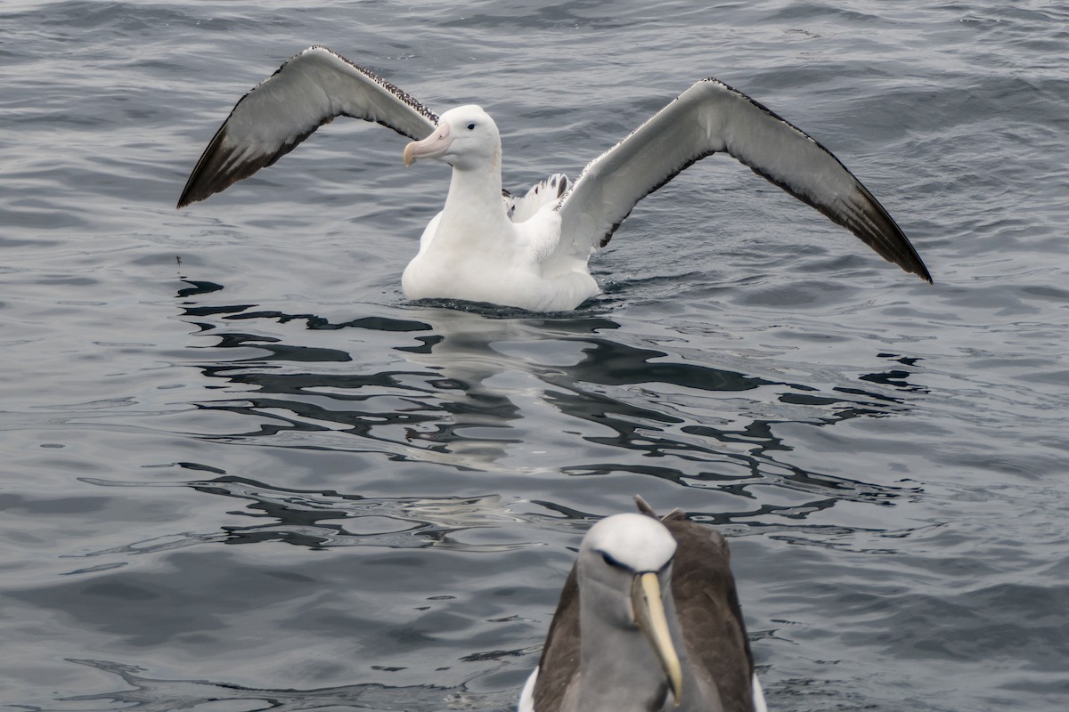 Antipodean Albatross (gibsoni) - ML618087332