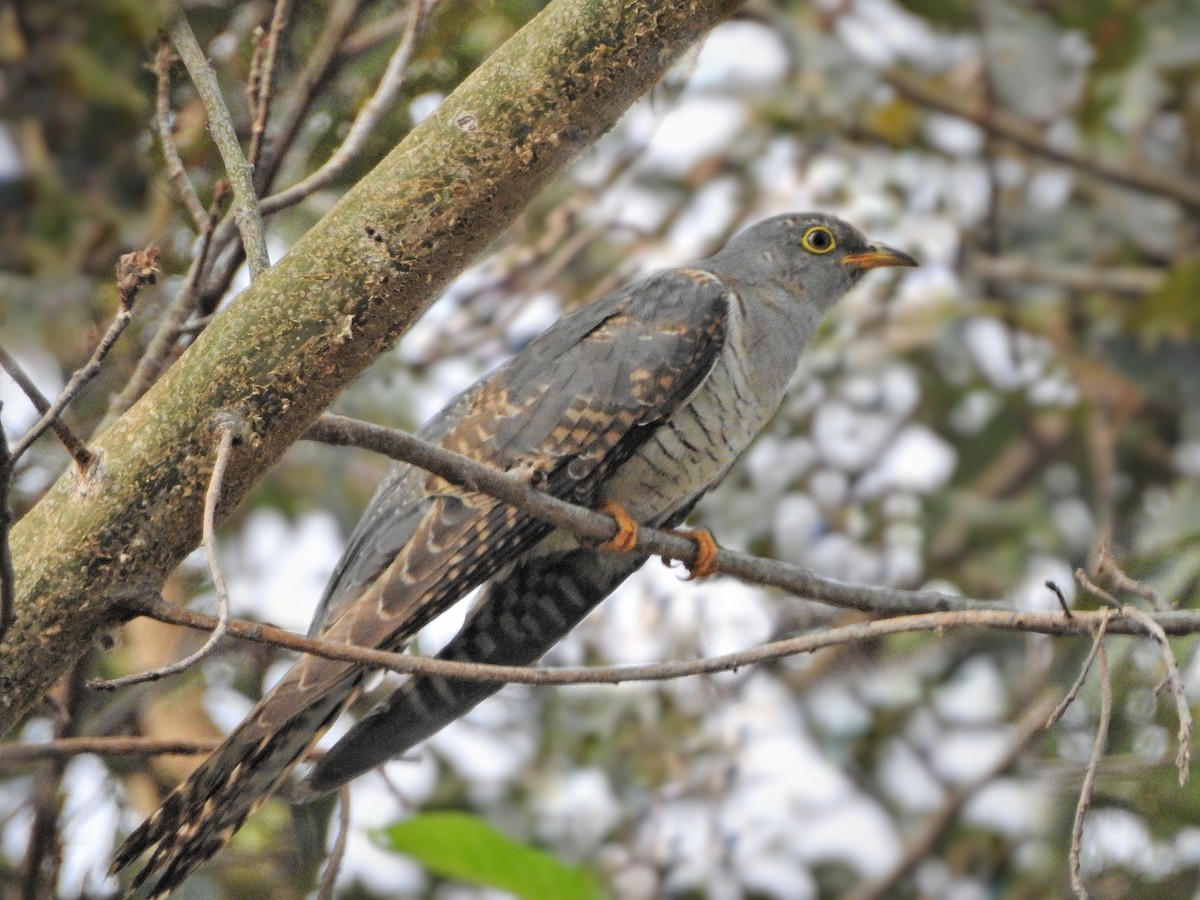 Common Cuckoo - Jayendra Rakesh Yeka