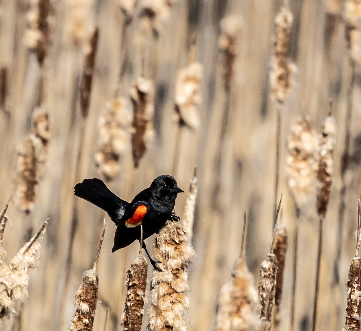Red-winged Blackbird - Mark Strittmatter