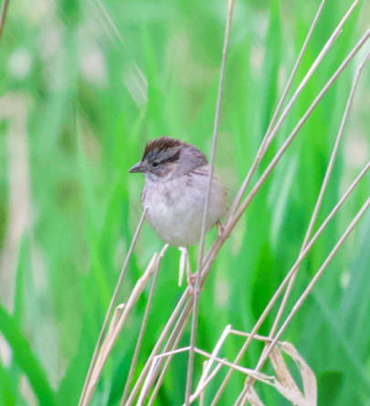 Swamp Sparrow - Frank Wang