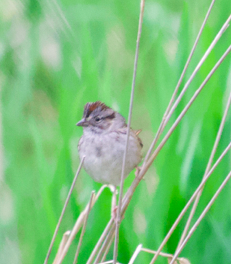 Swamp Sparrow - ML618087404