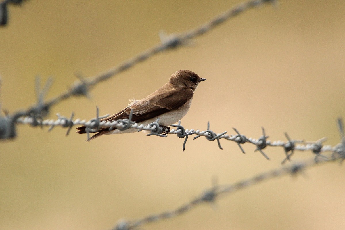 Northern Rough-winged Swallow - ML618087412