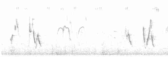 Щетинистая долгохвостка - ML618087429