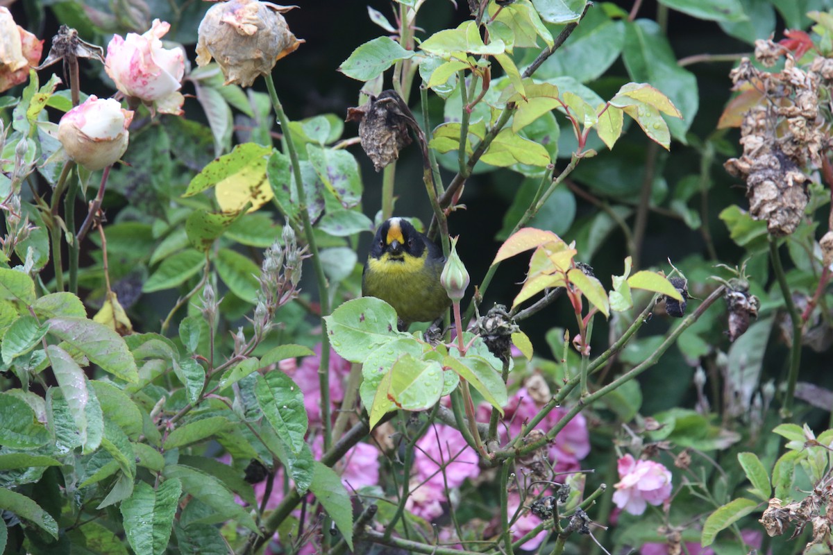 Yellow-breasted Brushfinch (Yellow-breasted) - ML618087457