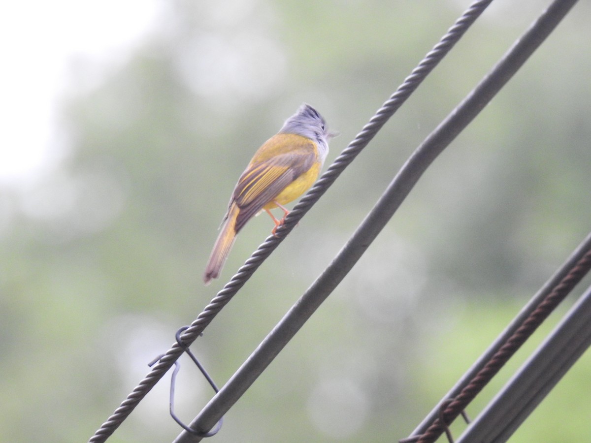Gray-headed Canary-Flycatcher - Hu Hu