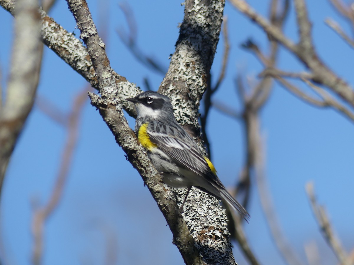 Yellow-rumped Warbler - Dave Osterman