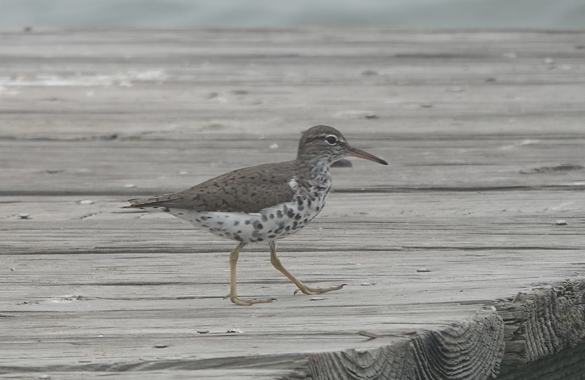 Spotted Sandpiper - Howard Laidlaw