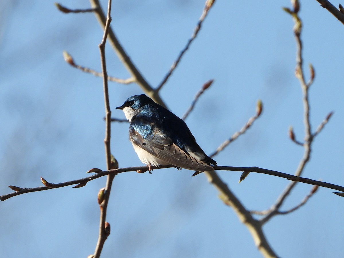 Tree Swallow - valerie pelchat