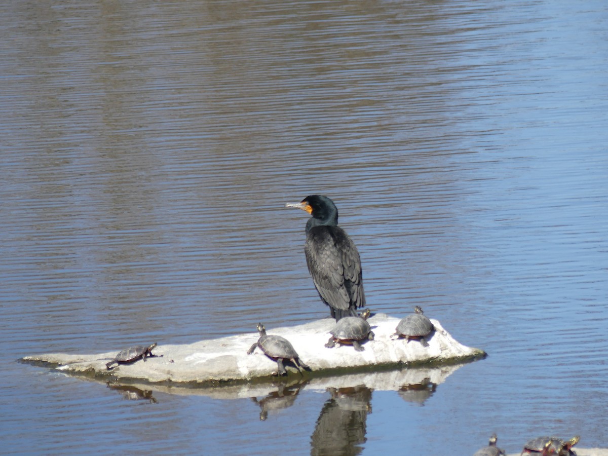 Double-crested Cormorant - Dave Osterman