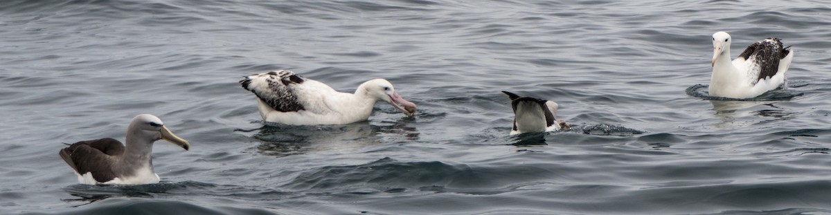 Albatros des Antipodes (gibsoni) - ML618087529