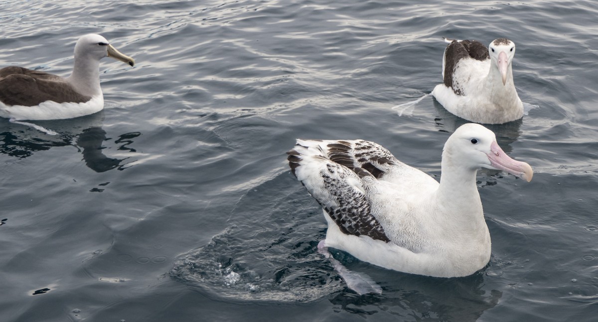Albatros des Antipodes (gibsoni) - ML618087530