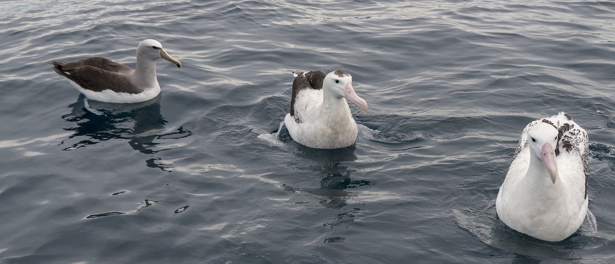 Albatros des Antipodes (gibsoni) - ML618087554